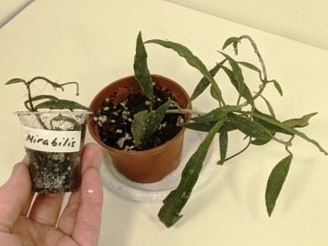 Хойя Mirabilis 08012022